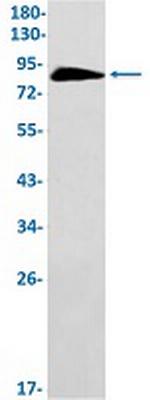 GOLGA1 Recombinant Rabbit Monoclonal Antibody