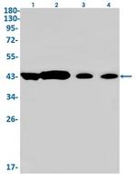 GNAQ Recombinant Rabbit Monoclonal Antibody