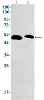 GSR Recombinant Rabbit Monoclonal Antibody