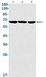 GLS Recombinant Rabbit Monoclonal Antibody