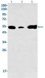 SLC2A3 Antibody in Western Blot (WB)