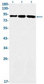 Nr3C1 Recombinant Rabbit Monoclonal Antibody