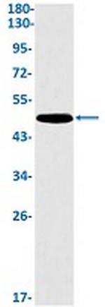GAP43 Recombinant Rabbit Monoclonal Antibody