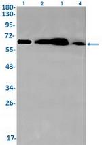 G3BP1 Recombinant Rabbit Monoclonal Antibody