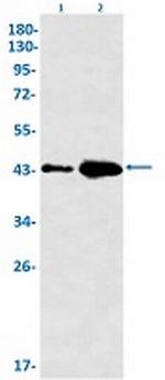 GNA13 Recombinant Rabbit Monoclonal Antibody
