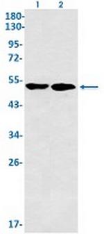 FLI1 Antibody in Western Blot (WB)
