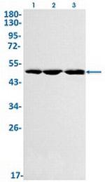 FH Recombinant Rabbit Monoclonal Antibody