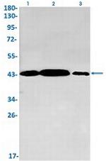 GOT2 Recombinant Rabbit Monoclonal Antibody