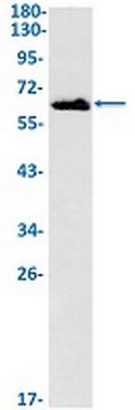 ECM1 Recombinant Rabbit Monoclonal Antibody