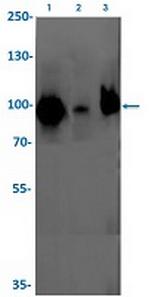EWSR1 Recombinant Rabbit Monoclonal Antibody