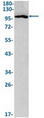 RAPGEF3 Recombinant Rabbit Monoclonal Antibody