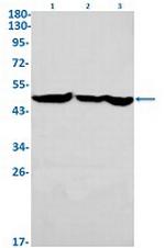 ENO1 Antibody in Western Blot (WB)