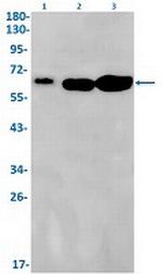 ELK1 Recombinant Rabbit Monoclonal Antibody
