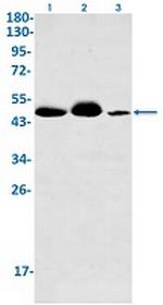 EIF4A3 Recombinant Rabbit Monoclonal Antibody