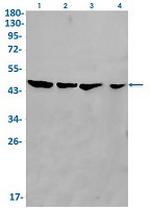 EIF4A1 Recombinant Rabbit Monoclonal Antibody