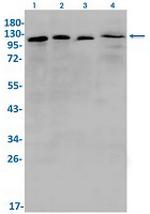 EIF3B Recombinant Rabbit Monoclonal Antibody