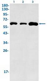EIF2A Recombinant Rabbit Monoclonal Antibody