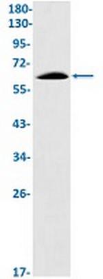 E2F4 Recombinant Rabbit Monoclonal Antibody