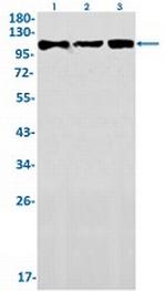 DGCR8 Recombinant Rabbit Monoclonal Antibody