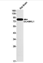 DCLK1 Antibody in Western Blot (WB)