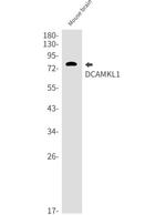 DCLK1 Antibody in Western Blot (WB)
