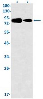 DBF4 Recombinant Rabbit Monoclonal Antibody