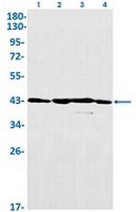 DAZAP1 Recombinant Rabbit Monoclonal Antibody