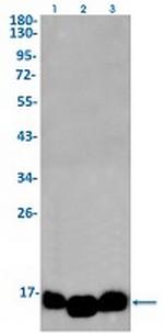 DAP Recombinant Rabbit Monoclonal Antibody