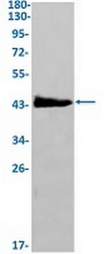 KRT19 Antibody in Western Blot (WB)