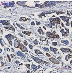 KRT18 Antibody in Immunohistochemistry (Paraffin) (IHC (P))