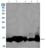 CYCS Antibody in Western Blot (WB)