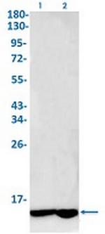 COX6C Antibody in Western Blot (WB)