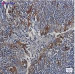 CST3 Recombinant Rabbit Monoclonal Antibody