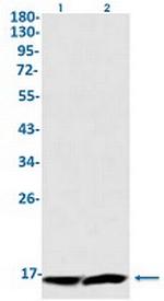 CST3 Antibody in Western Blot (WB)