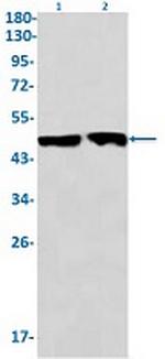 CCNE2 Antibody in Western Blot (WB)