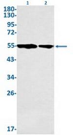 CCNA2 Antibody in Western Blot (WB)