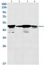 CCNA2 Antibody in Western Blot (WB)