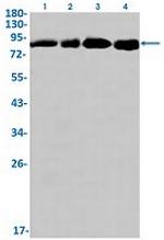 CUL2 Recombinant Rabbit Monoclonal Antibody