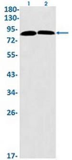 CUL1 Antibody in Western Blot (WB)