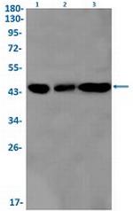 PCYT1A Recombinant Rabbit Monoclonal Antibody