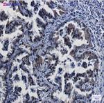 CREB1 Recombinant Rabbit Monoclonal Antibody