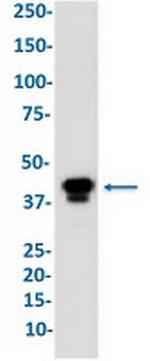 CREB1 Antibody in Western Blot (WB)