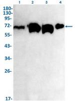 CPSF6 Recombinant Rabbit Monoclonal Antibody