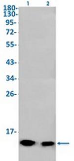 HSPE1 Antibody in Western Blot (WB)