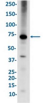 PTGS2 Antibody in Western Blot (WB)