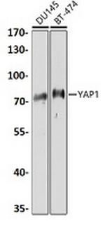 YAP Antibody in Western Blot (WB)