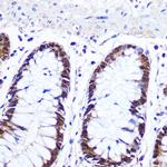 IRF1 Antibody in Immunohistochemistry (Paraffin) (IHC (P))