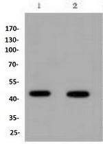 IRF1 Antibody in Western Blot (WB)