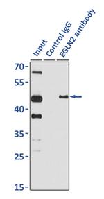 PHD1 Antibody in Immunoprecipitation (IP)