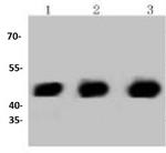 PHD1 Recombinant Rabbit Monoclonal Antibody